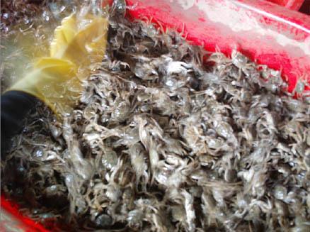 優(yōu)質(zhì)蟹苗