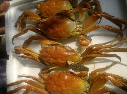 煮熟后的二力河蟹