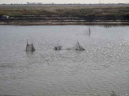 盤錦河蟹養(yǎng)殖圍網(wǎng)