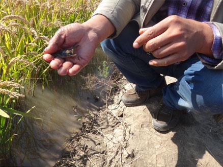 盤錦河蟹二力生態(tài)蟹苗