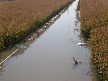 盤(pán)錦稻田蟹養(yǎng)殖場(chǎng)地