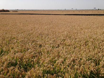 二力河蟹養(yǎng)殖基地稻田實景