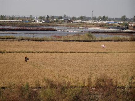 10月盤錦大米要上市了