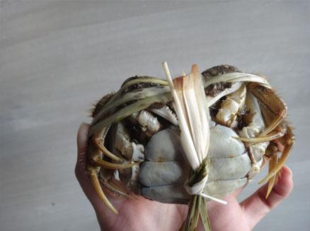 綠色捆綁三兩母河蟹