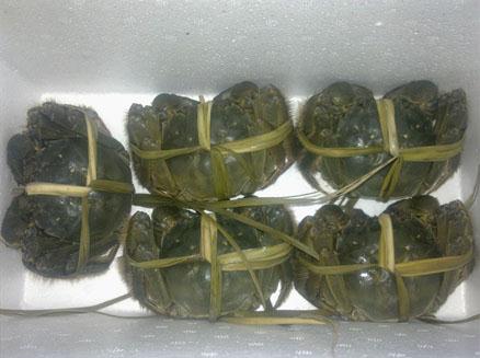 綠色生態(tài)捆綁螃蟹