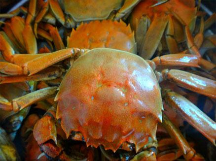 盤錦稻田小金蟹