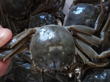 一兩半盤(pán)錦稻田蟹