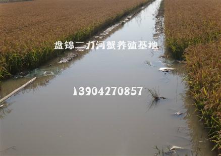 稻田養(yǎng)螃蟹環(huán)境