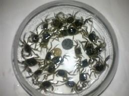 二力蟹苗養(yǎng)殖示范基地聯(lián)合河蟹養(yǎng)殖研究所專業(yè)打造品質(zhì)盤錦河蟹苗