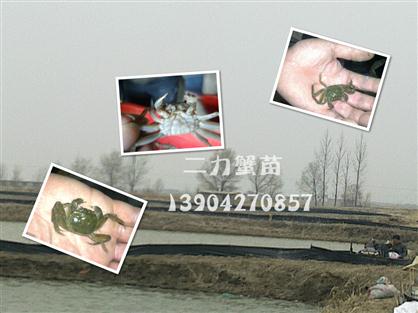 優(yōu)質(zhì)蟹苗產(chǎn)自純生態(tài)水域