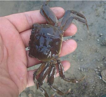 盤錦河蟹脫殼后的新軟體