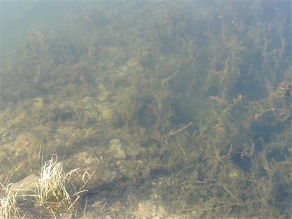 盤錦河蟹養(yǎng)殖關鍵——水草