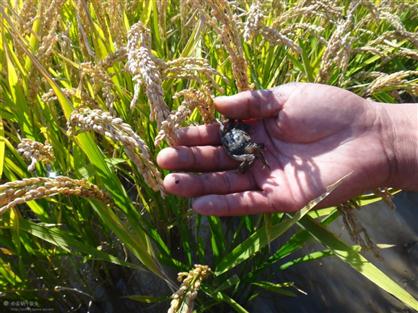 盤錦蟹苗，優(yōu)質(zhì)之選