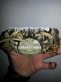 二力河蟹生態(tài)捆綁