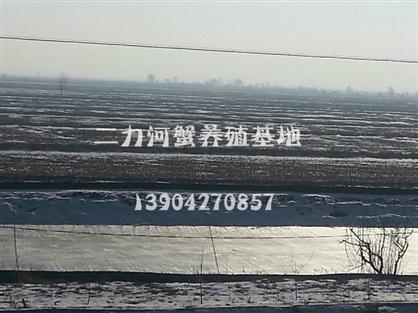 二力盤錦河蟹冬儲(chǔ)坑