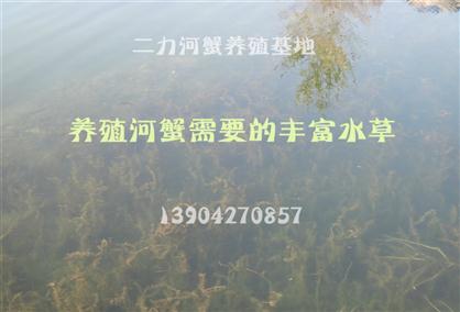 養(yǎng)殖河蟹口訣：蟹大小 看水草