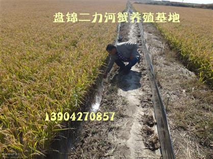 盤錦二力河蟹養(yǎng)殖基地