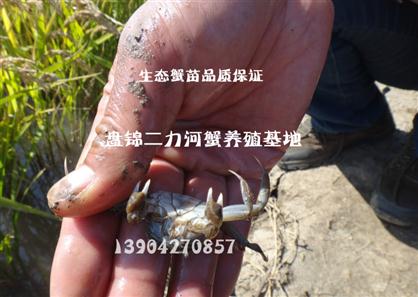 生態(tài)培育河蟹苗 品質(zhì)保證