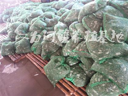 優(yōu)質(zhì)生態(tài)盤(pán)錦扣蟹苗